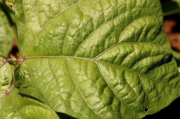 The Leaf of the Mung Bean Plant