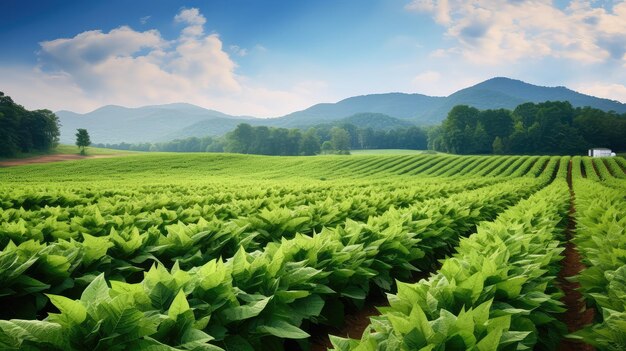 Photo leaf north carolina tobacco farm