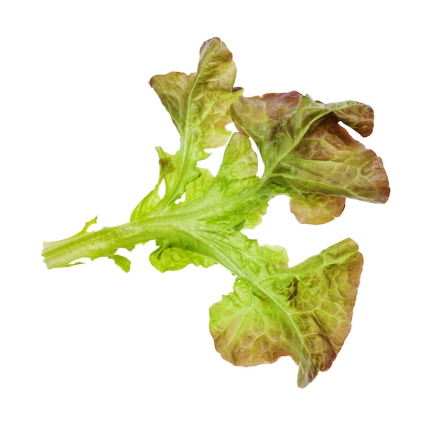 Leaf of Oak leaf lettuce isolated on white