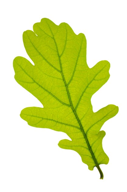 Photo leaf of oak tree in detail