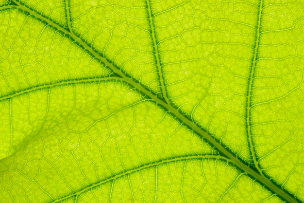 Leaf of oak tree isolated