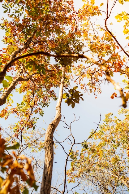 写真 秋の初めに森の樹の葉が変色しています