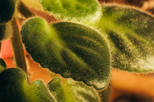 Фото Лист violaceae