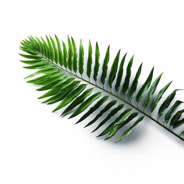 A leaf of a palm tree is shown against a white background.