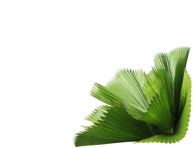 Leaf of palm tree isolated on white background