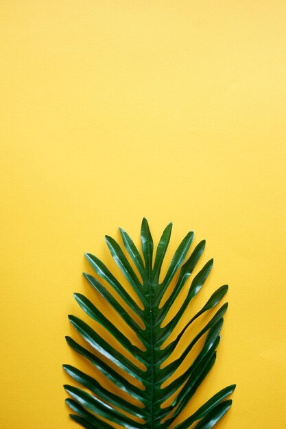 A leaf of a palm tree on a yellow backgroundA place for text Creativity and minimalism