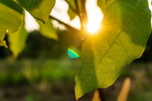 Leaf of para rubber tree, latex rubber plantation and tree rubber