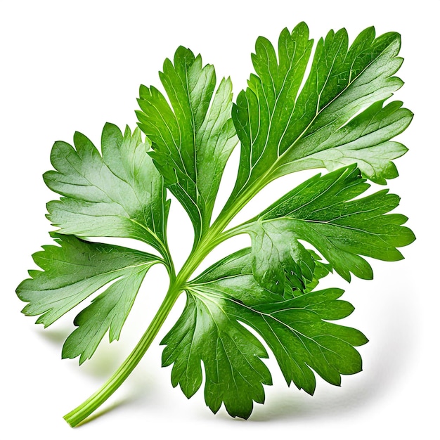 A leaf of parsley isolated on a white background Full depth of field Parsley leaf isolated