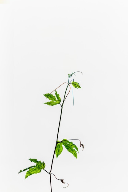 Leaf of a passion fruit plant in Rio de Janeiro Brazil