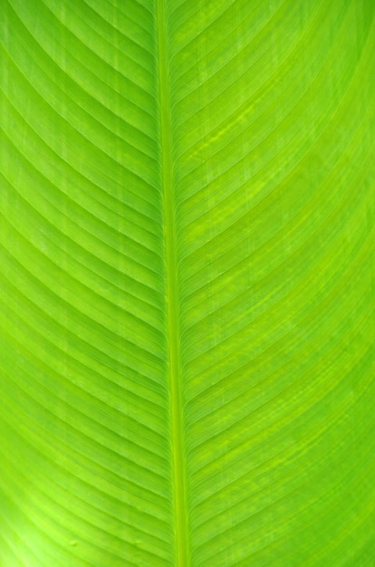 Photo leaf of a plant close up