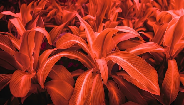 Leaf or plant Cordyline fruticose leaves calming coral colorful vivid tropical nature background