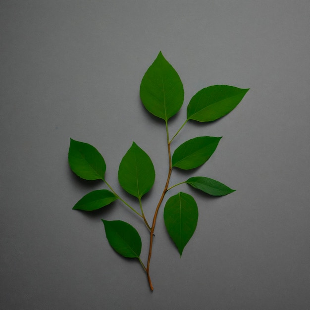 Leaf plant for a herbarium Birch