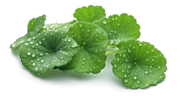 A leaf of a plant with water droplets on it