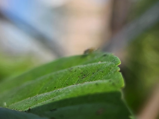 leaf plants