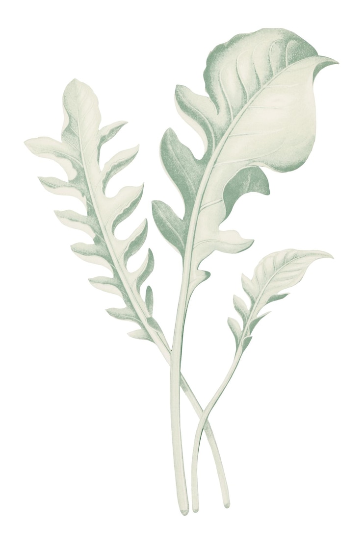 Photo png 葉のステッカー 植物学的なイラスト 透明な背景