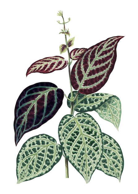 leaf png sticker botanical illustration transparent background