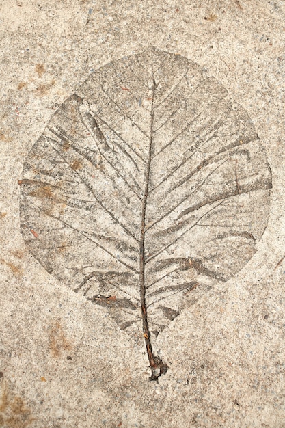 Leaf print on cement floor