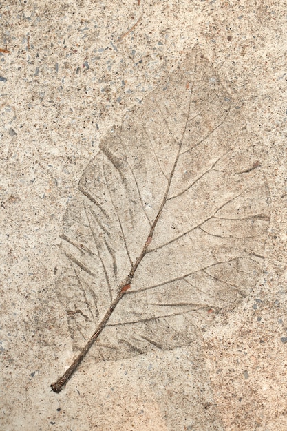 Leaf print on cement floor