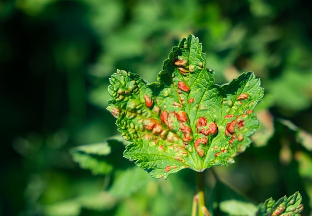 Leaf of a red currant of the amazed sheet plant louses