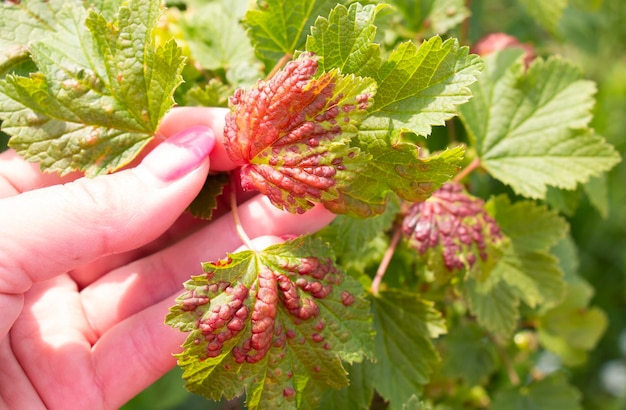 A leaf of a redcurrant bush in early summer infected with a gall aphid pest Capitophorus ribis Aphididae The aphid absorbs plant juices the leaves are deformed reddish raised spots form on the leaves