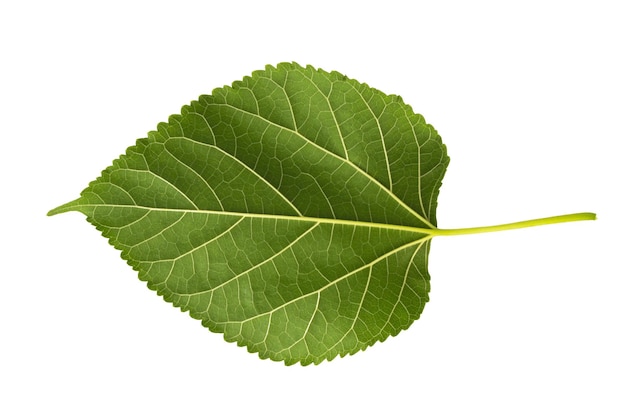 leaf rose isolated on white background