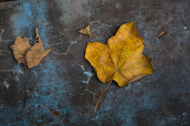 A leaf on a rusty surface with the word autumn on it