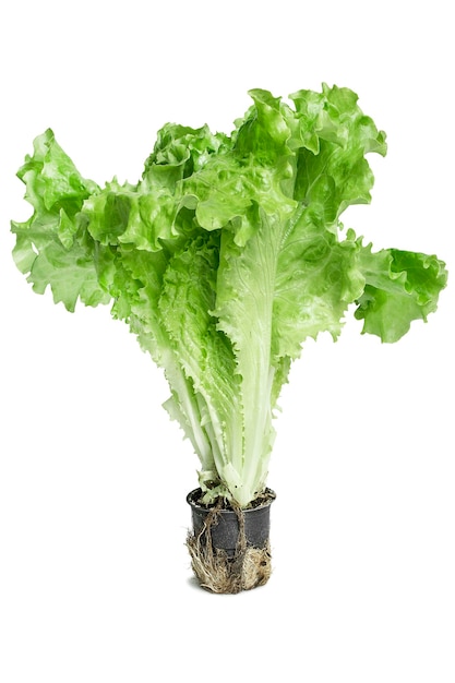 Leaf salad isolated