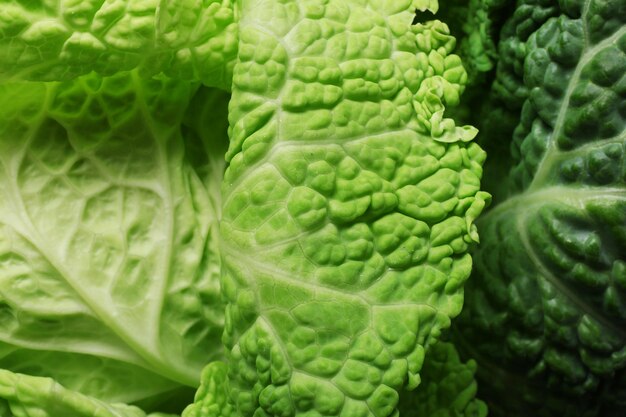 Leaf of savoy cabbage background macro