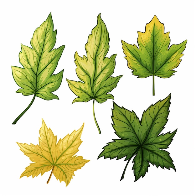 leaf set