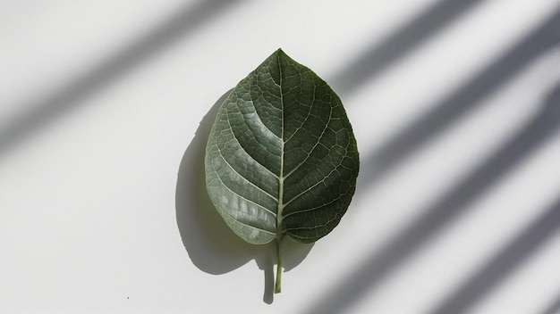 Leaf shadow on white background for product presentation