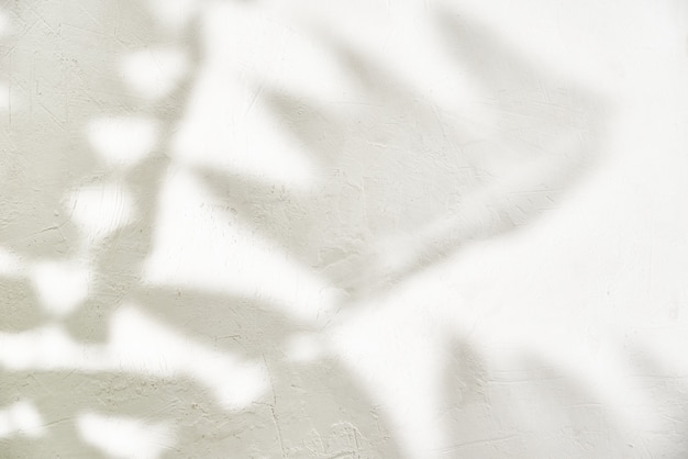 Leaf shadow on white wall