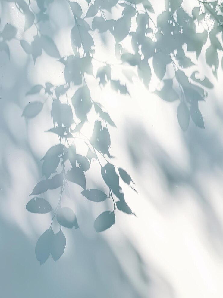 Photo 표면 에 있는 잎 의 그림자xa