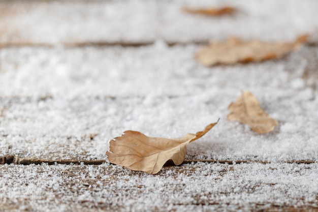 Leaf on a snow