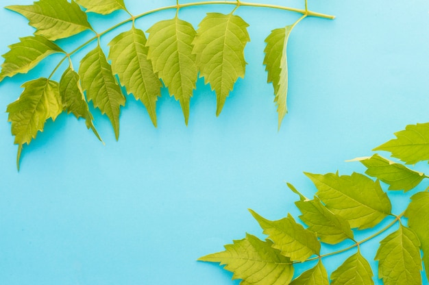 Leaf sprig on a blue