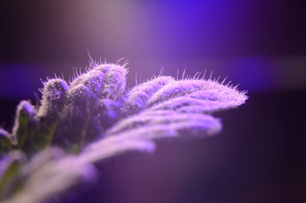 A leaf of a sprout in a pot under the light of a phytolamp. close-up.