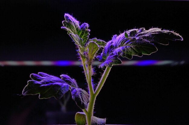 A leaf of a sprout in a pot under the light of a phytolamp. close-up.