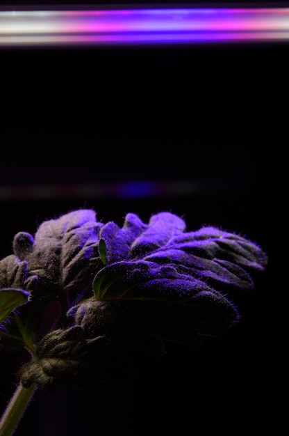 A leaf of a sprout in a pot under the light of a phytolamp. close-up.