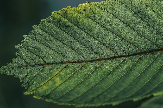 Leaf sun