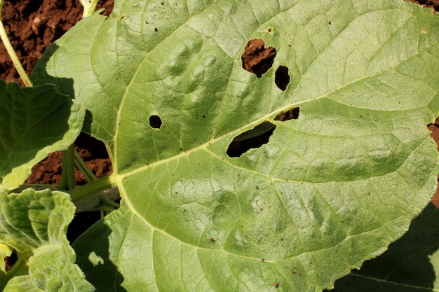 A Leaf of the Sunflower Plant