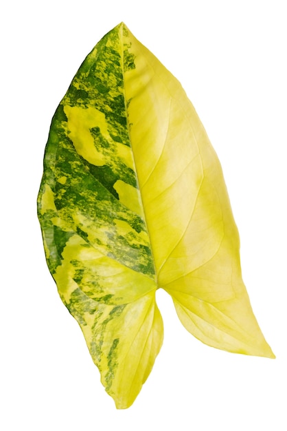 Leaf syngonium podophyllum Variegeted on white background