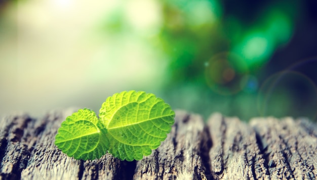 leaf on table 