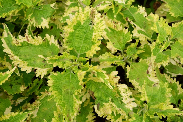 잎 질감 배경 아름다운 Plectranthus scutellarioides