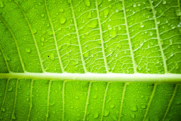 Leaf texture background macro photo