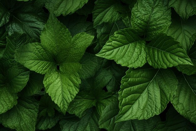 leaf texture background