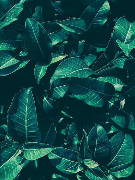 Leaf texture background