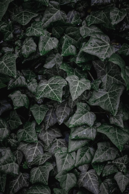 Фото Фон текстуры листьев