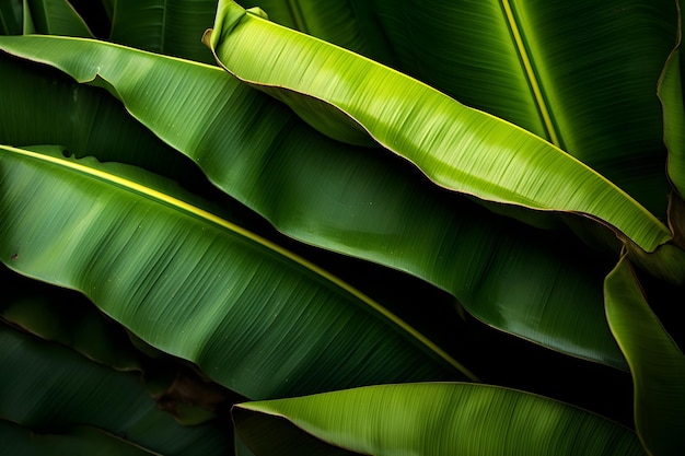 Leaf texture background