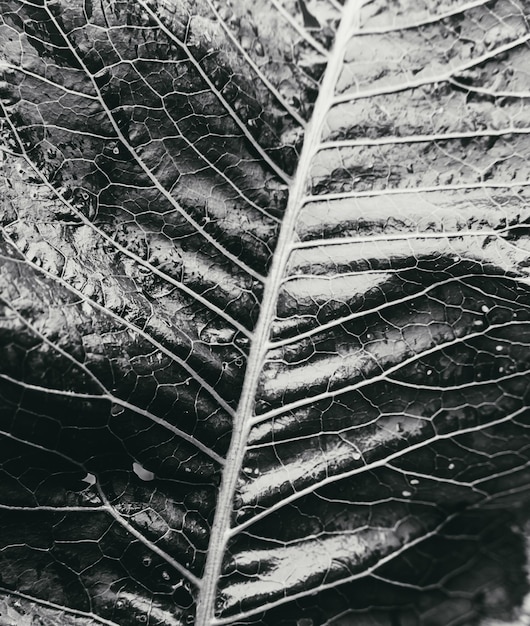 葉のテクスチャをクローズアップ白黒写真