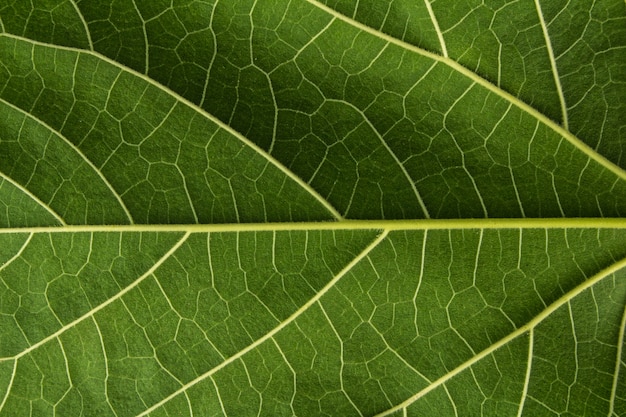 Leaf texture closeup  leaves