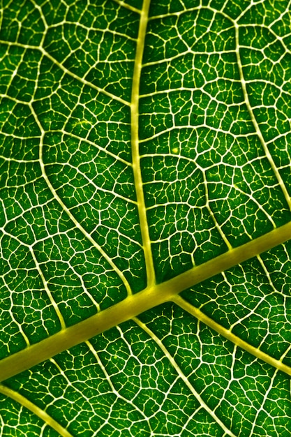 Leaf texture green background